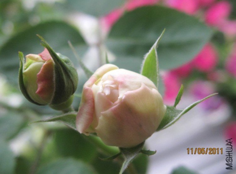 ����˹�ش����6 of happyye .jpg