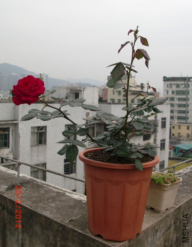 ��ɫ����1 of ���ƴ��� .jpg