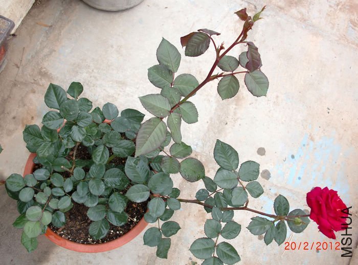 ��ɫ����2 of ���ƴ��� .jpg