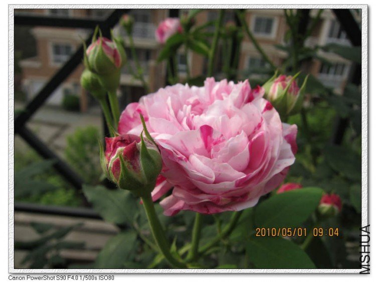 ץ��������1 of bioer1 .jpg