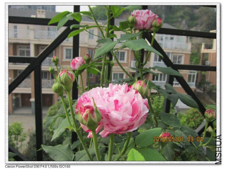 ץ��������2 of bioer1 .jpg