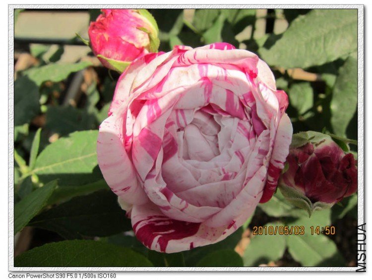 ץ��������3 of bioer1 .jpg