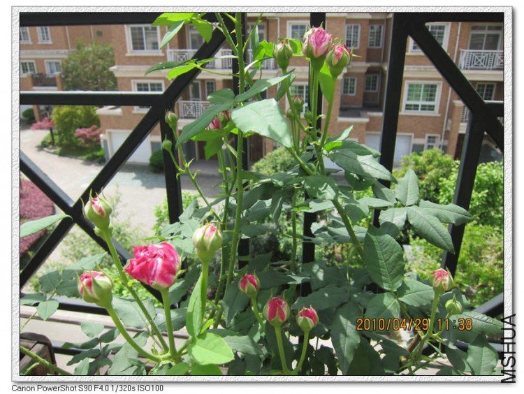 ץ��������5 of bioer1 .jpg