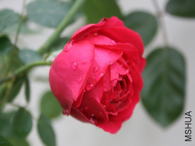 ��ɫ��ɳ��ʯ1 of hzyytt.jpg