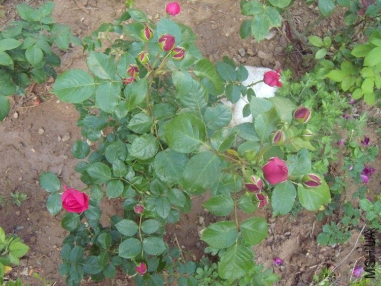 ��ɫ��ɳ��ʯ2of YESLENG .jpg