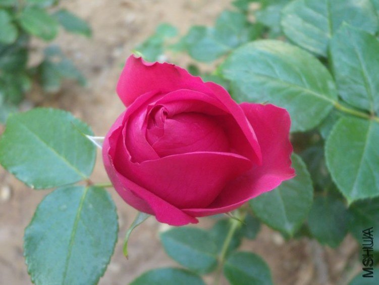 ��ɫ��ɳ��ʯ3 of YESLENG .jpg