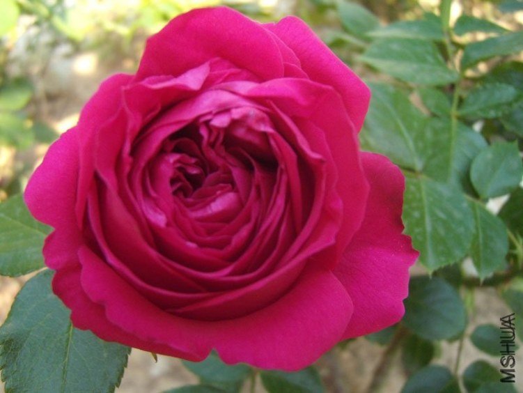 ��ɫ��ɳ��ʯ4 of YESLENG .jpg