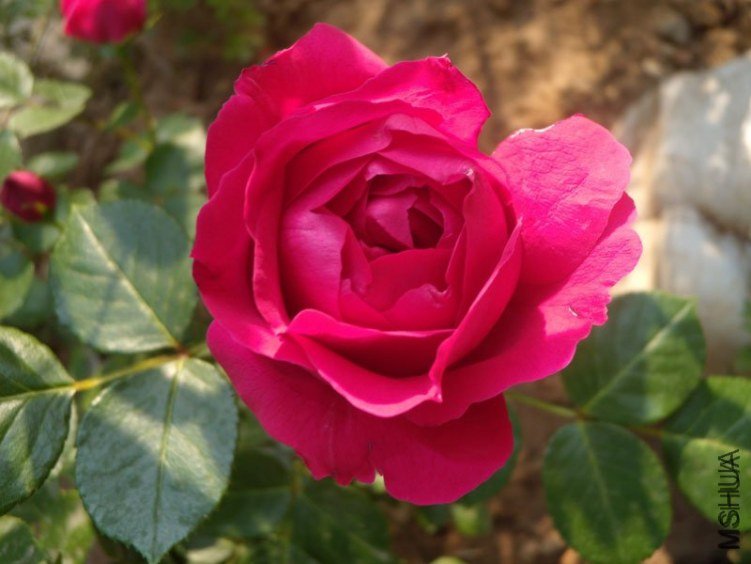 ��ɫ��ɳ��ʯ5 of YESLENG .jpg