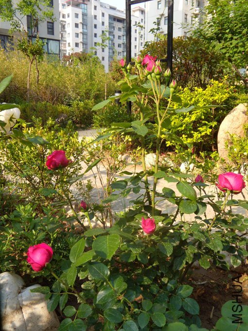 ��ɫ��ɳ��ʯ6 of YESLENG .jpg