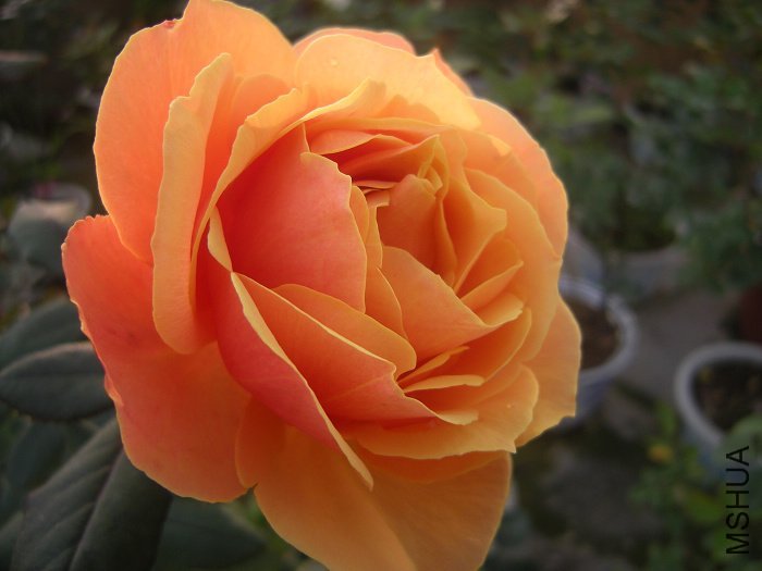 ����1 of һ����Ѯ.jpg