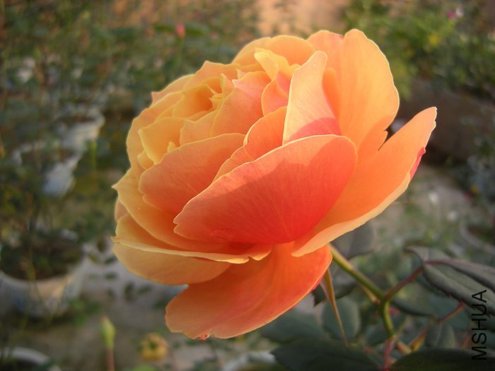 ����4 of һ����Ѯ.jpg