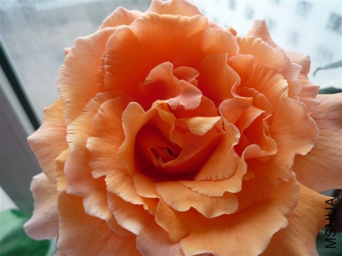 ������1 of woaijingzhi .jpg