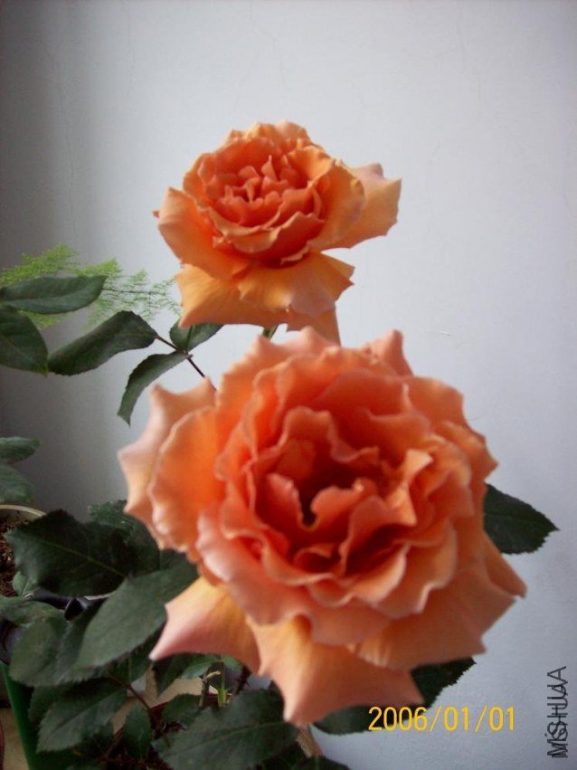 ������2 of woaijingzhi .jpg