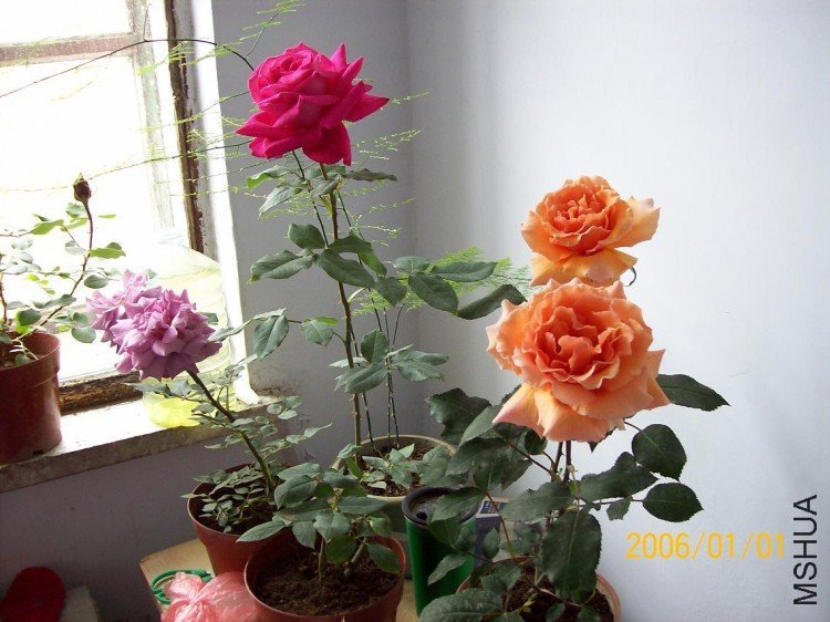 ������3 of woaijingzhi .jpg