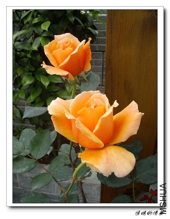 ������4 of ���������  .jpg