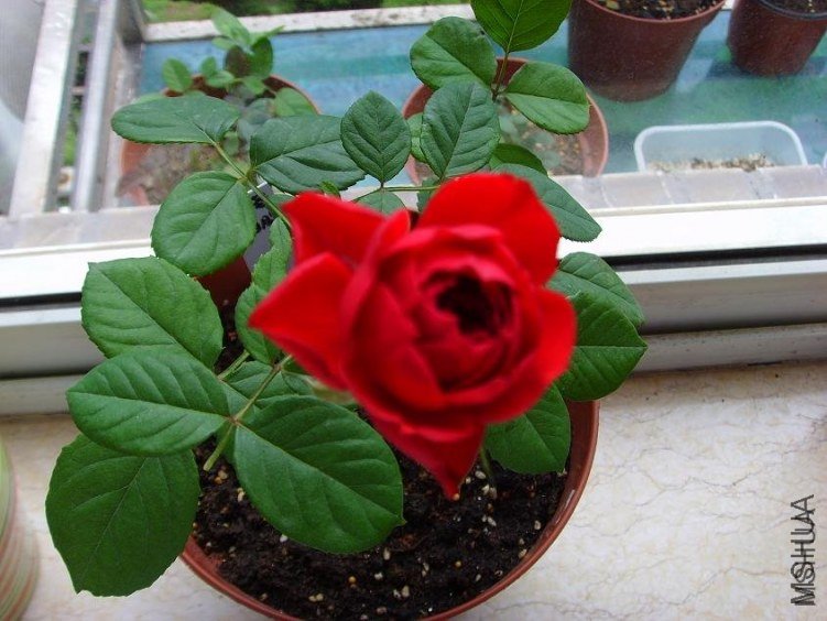 �軨Ů4 of feilanduo  .jpg