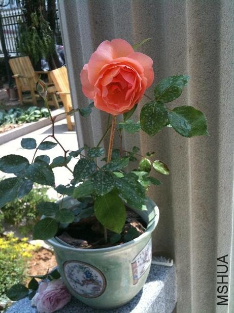 �˼�����1 of a-pa .jpg