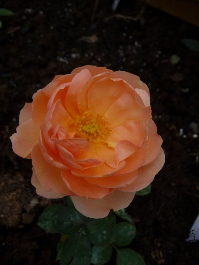 �˼�����2 of yljq  .jpg