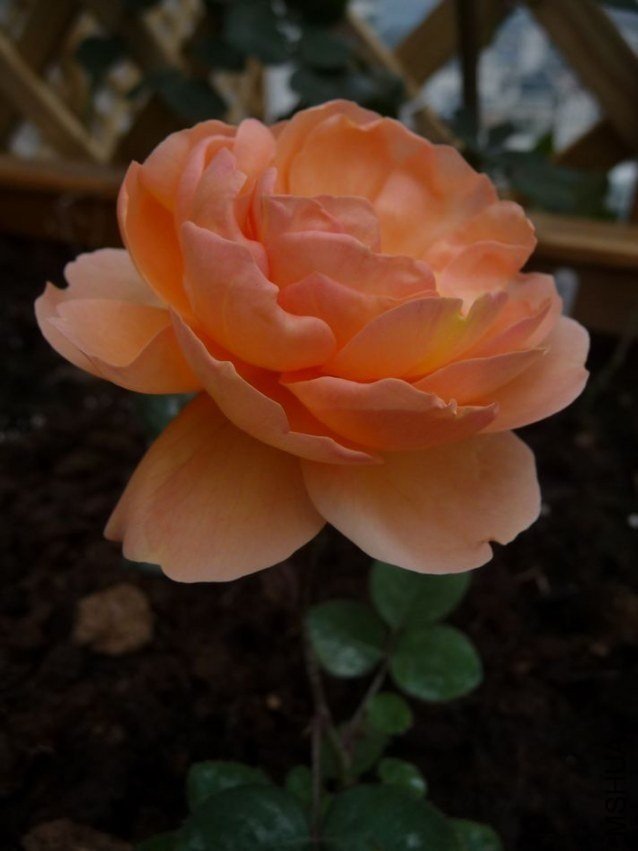 �˼�����3 of yljq  .jpg