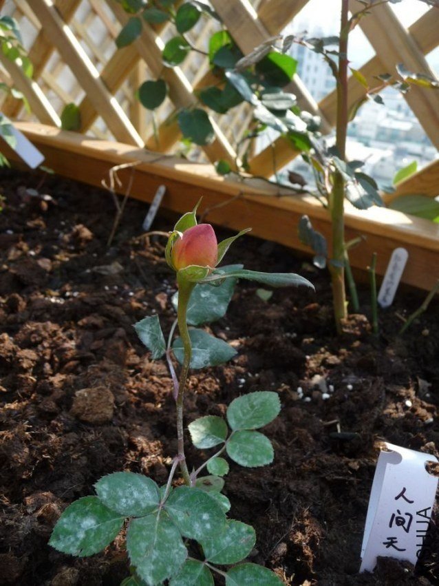 �˼�����5 of yljq  .jpg