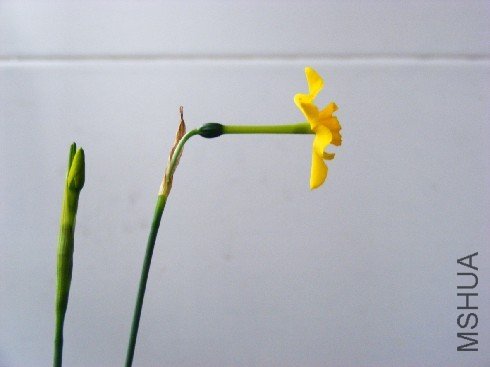 Narcissus fernandessii var cordubensis1.jpg
