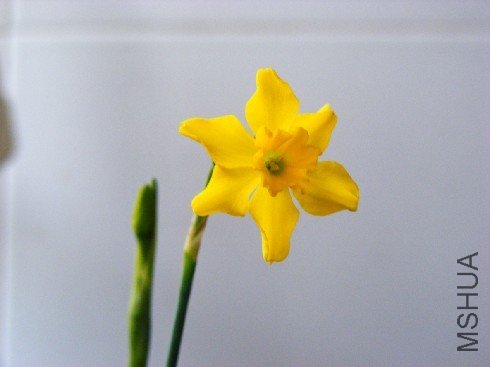 Narcissus fernandessii var cordubensis2.jpg