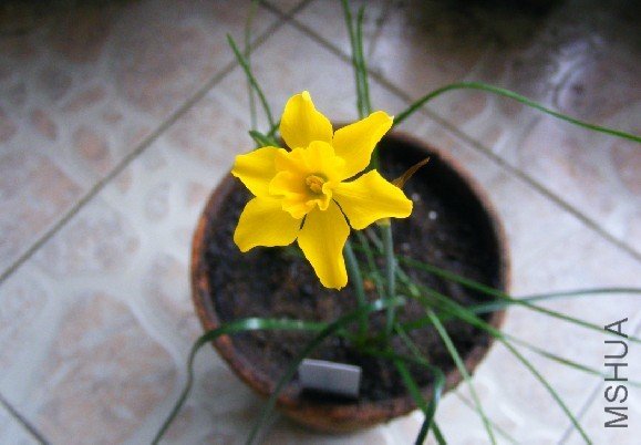 Narcissus fernandessii var cordubensis.jpg