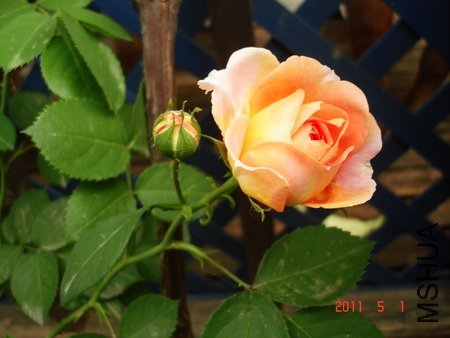 ������ʦ1 of octoberllp .jpg