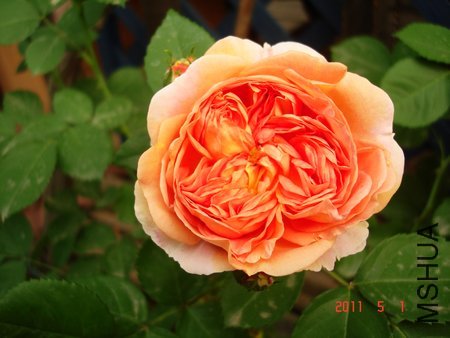 ������ʦ2 of octoberllp .jpg