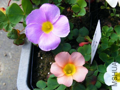 purpura and salmon.jpg