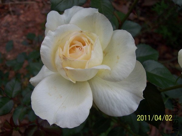 ��ɷ�˹��1 of hanbing .jpg