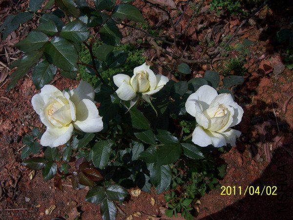 ��ɷ�˹��2 of hanbing .jpg