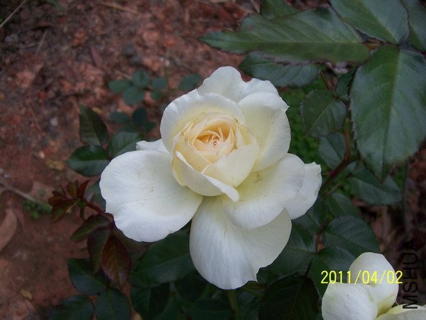 ��ɷ�˹��3 of hanbing .jpg