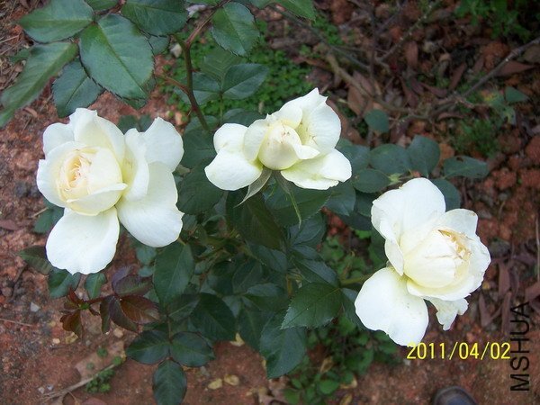 ��ɷ�˹��4 of hanbing .jpg