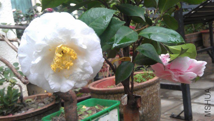 IMAG0554.jpg