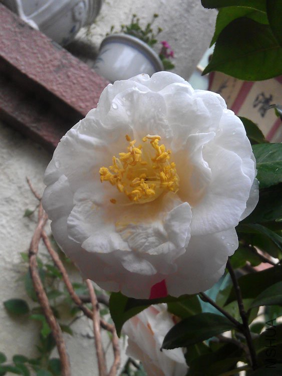 IMAG0548.jpg