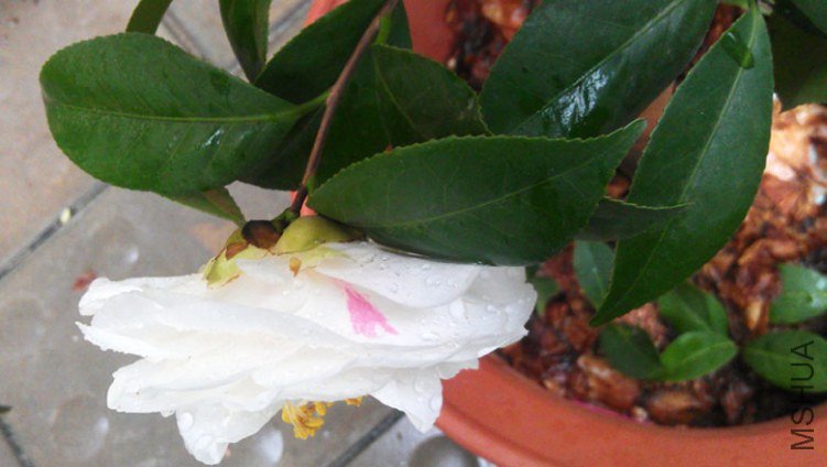 IMAG0549.jpg