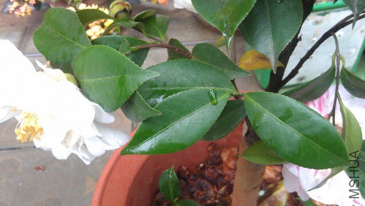 IMAG0551.jpg