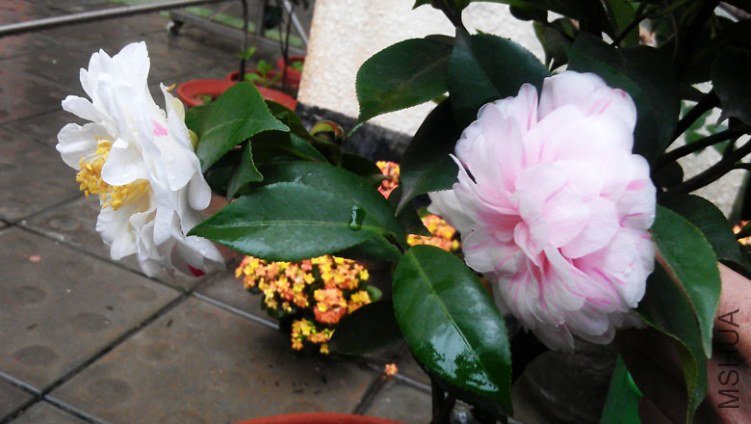 IMAG0552.jpg