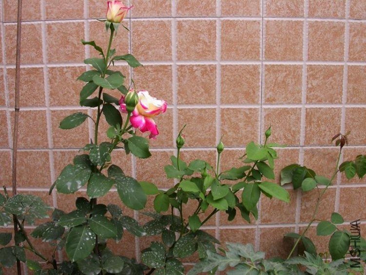 ��˫ϲ1 of rivariva .jpg