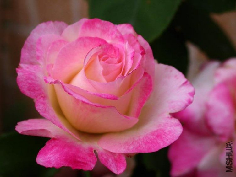 ��˫ϲ2 of rivariva .jpg