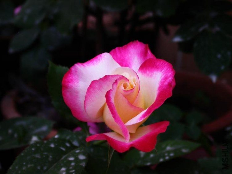 ��˫ϲ3 of rivariva .jpg