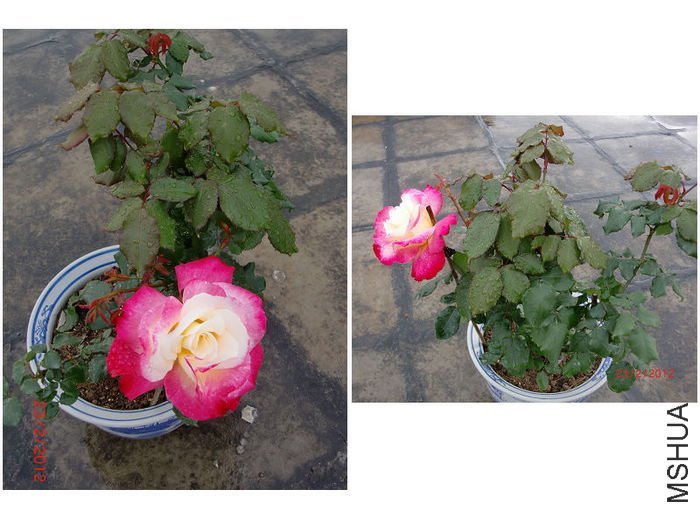 ��˫ϲ5 of ���ƴ���  .jpg