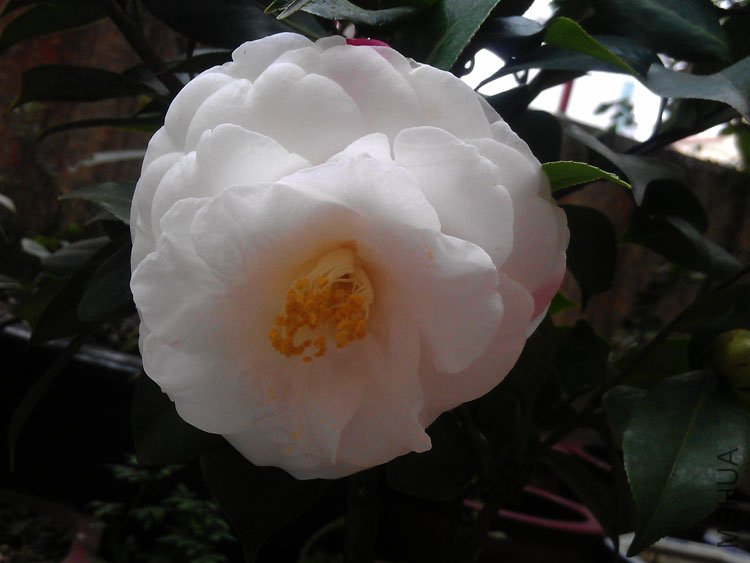 IMAG0411.jpg
