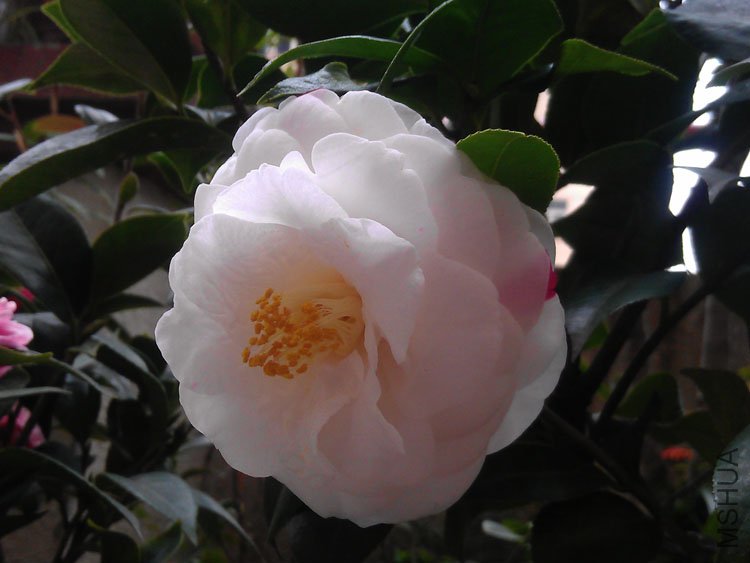 IMAG0412.jpg