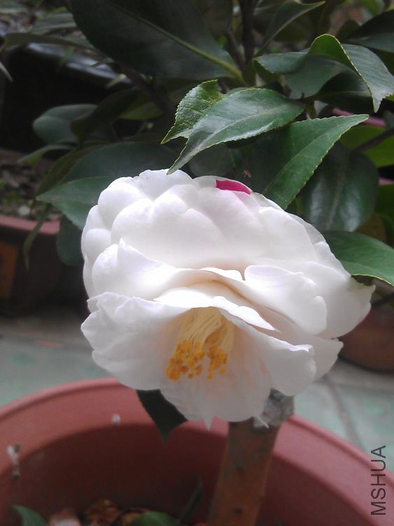 IMAG0413.jpg