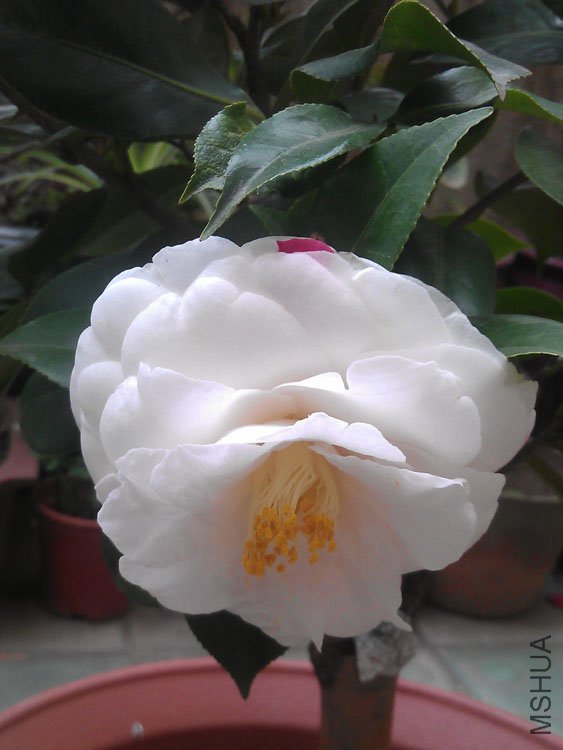 IMAG0414.jpg
