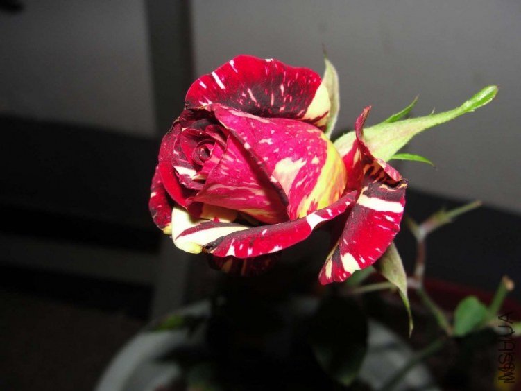 ������1 of xsq511 .jpg