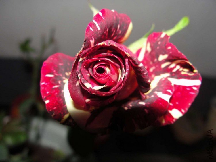 ������2 of xsq511 .jpg