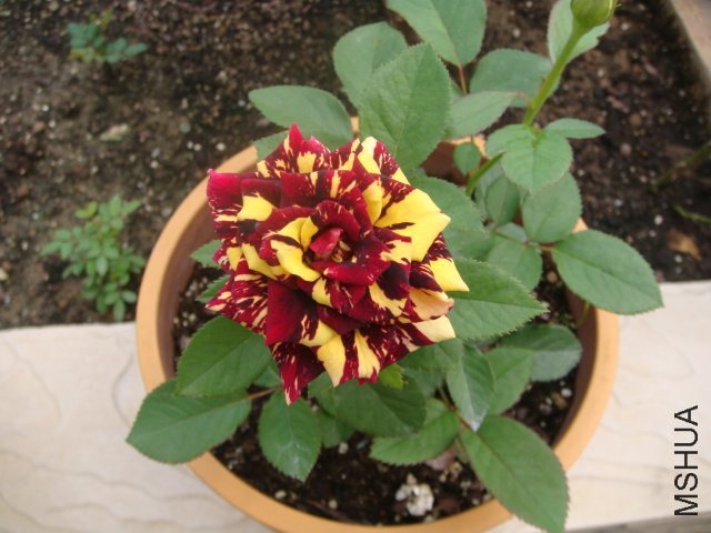 ������3 of x_lhn  .jpg